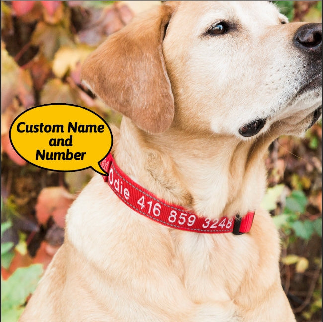 Personalized Dog Collar